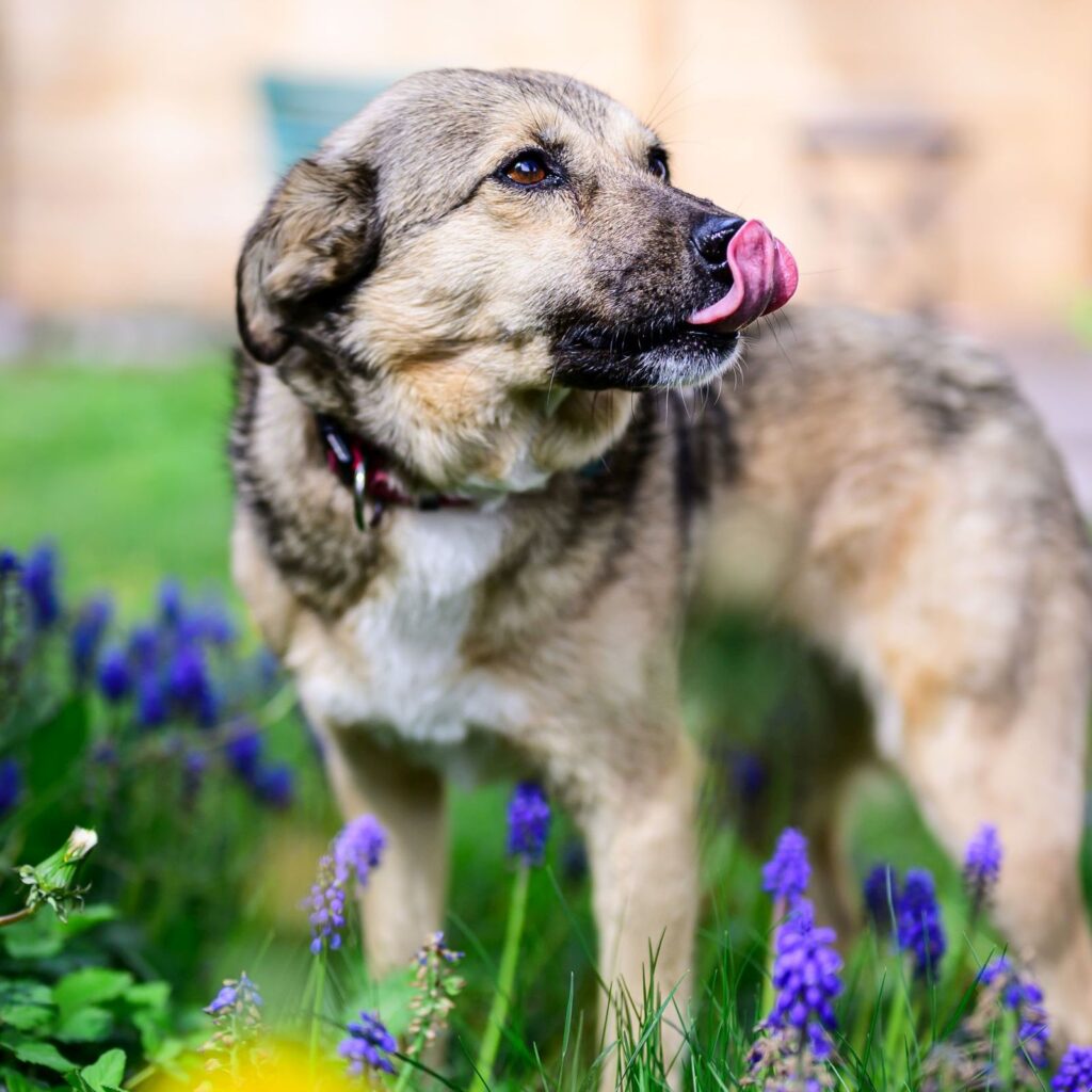 Hund Frühling