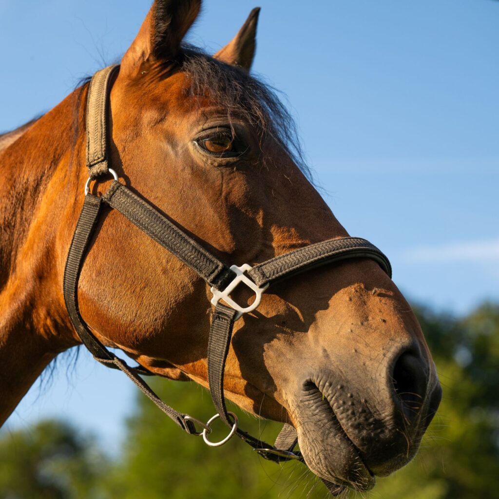 Pferd